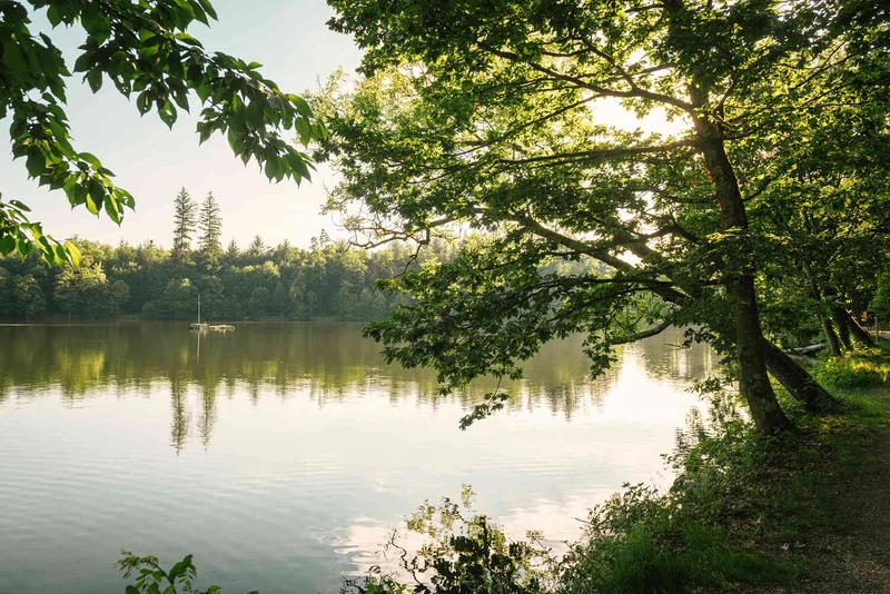 Ruhiger See mit spiegelnder Wasseroberfl&auml;che, umgeben von dichtem Wald; im Vordergrund &uuml;berh&auml;ngende Baum&auml;ste im warmen Sonnenlicht